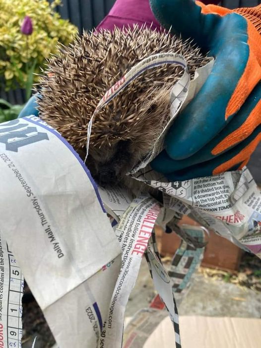 Tonight we waved farewell to the lovely Falkor, he has been with us a while, has
