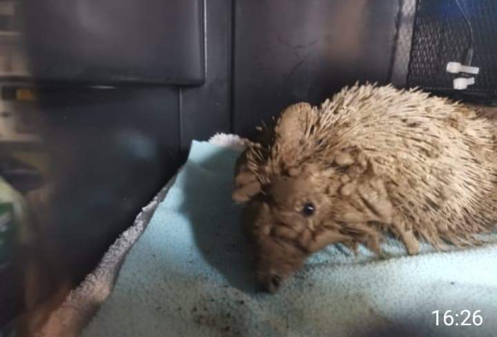 Meet Squelch, he came in on March 21st.