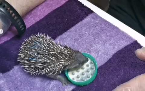 Here at hedwigs we are fairly quiet at the moment, we currently have 7 hedgehogs