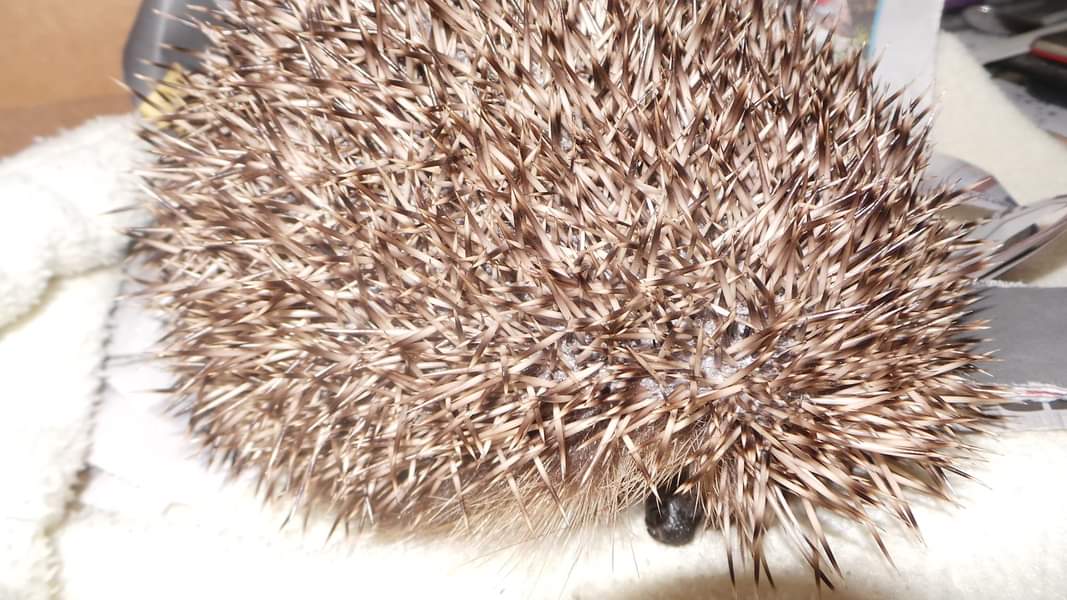 We have tonight waved another farewell 🦔