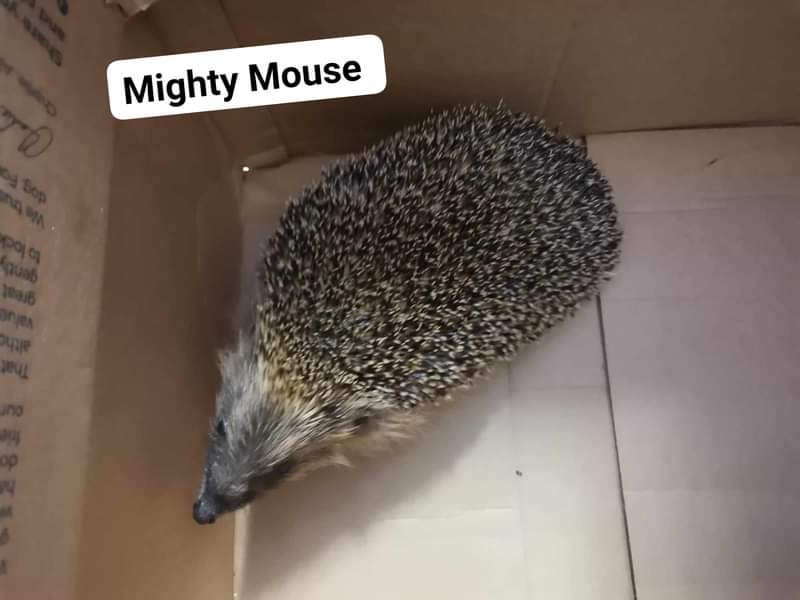 Tonight we have waved goodbye to Mighty Mouse and Wilbur, Mighty Mouse had sever