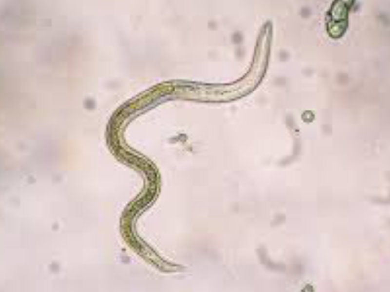 Lungworm
